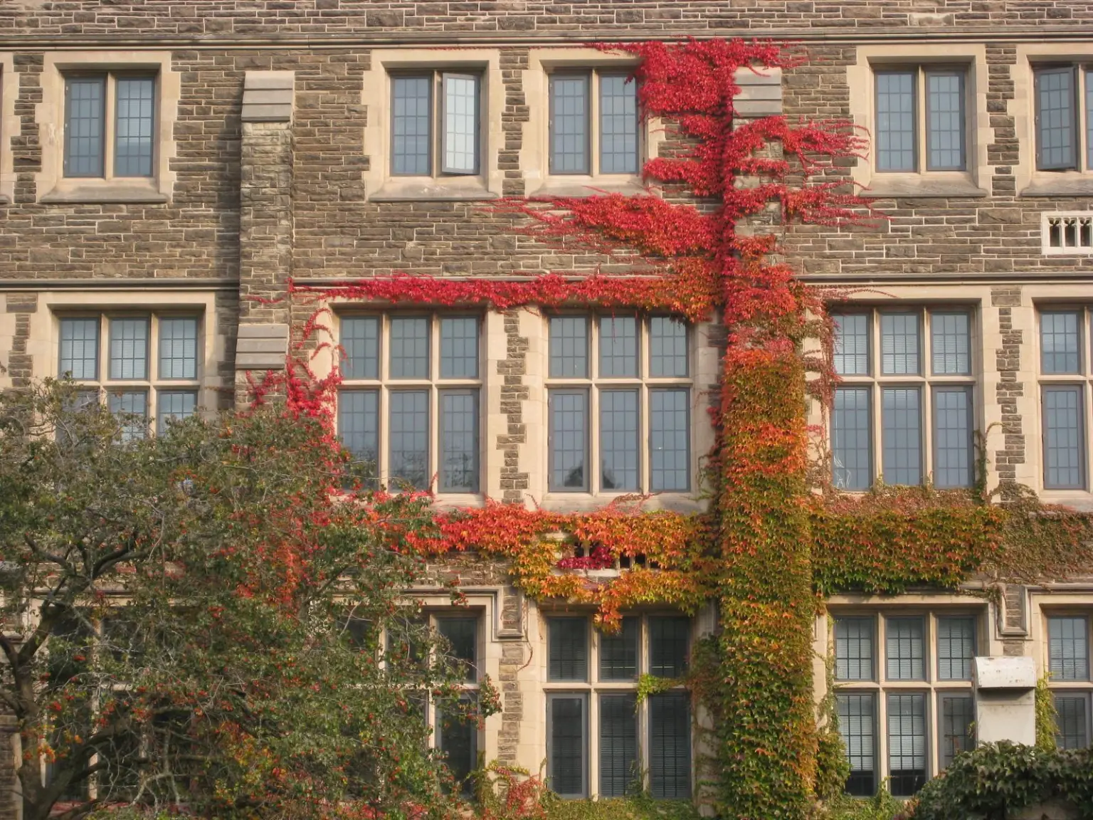 Autumn ivy on a stone building at McMaster University